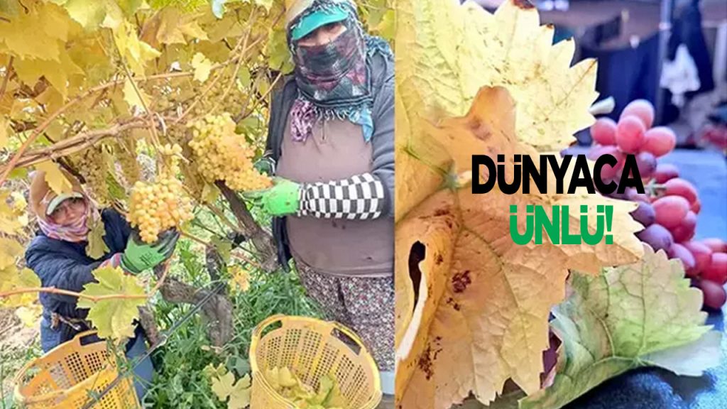 Hasadı kışın da devam edecek! Kilosu 50 TL: Potasyum ve magnezyum deposu, damarları hortum gibi açıyor