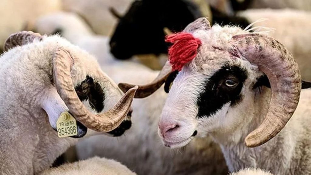 Kurban Bayramı ne zaman, hangi ayda kutlanacak? 2025 Kurban Bayramı takvimi